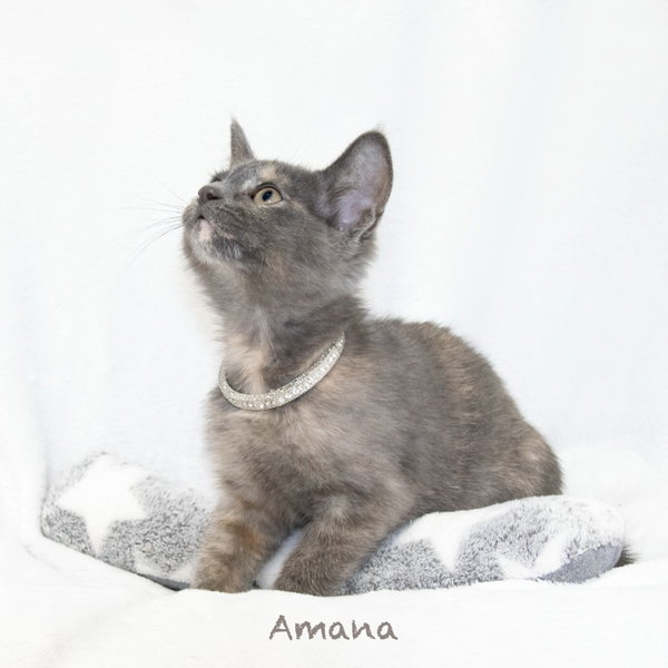 Amana