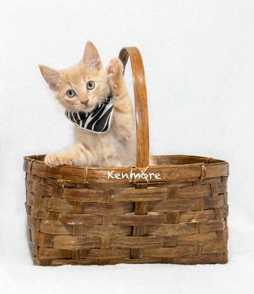 Kenmore, an adoptable Domestic Medium Hair in Hot Springs Village, AR