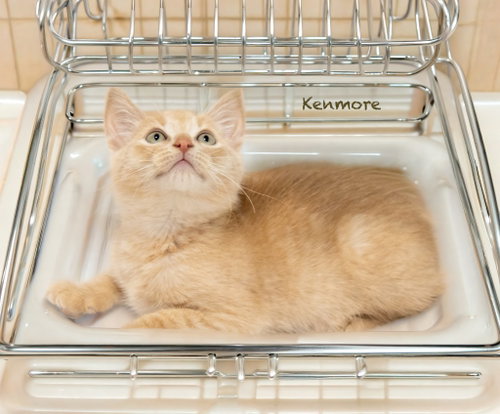 Kenmore photo 3