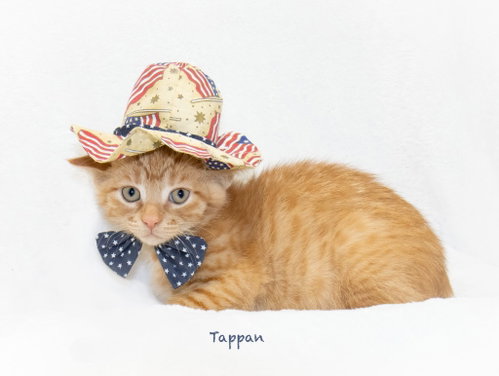 Tappan, an adoptable Domestic Medium Hair in Hot Springs Village, AR