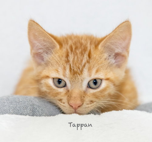 Tappan photo 2