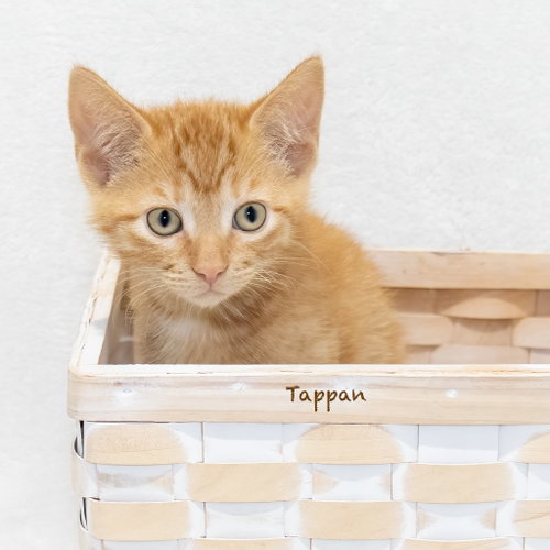 Tappan photo 3