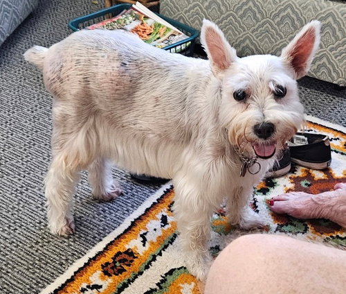 Happy, an adoptable Schnauzer in Hot Springs Village, AR