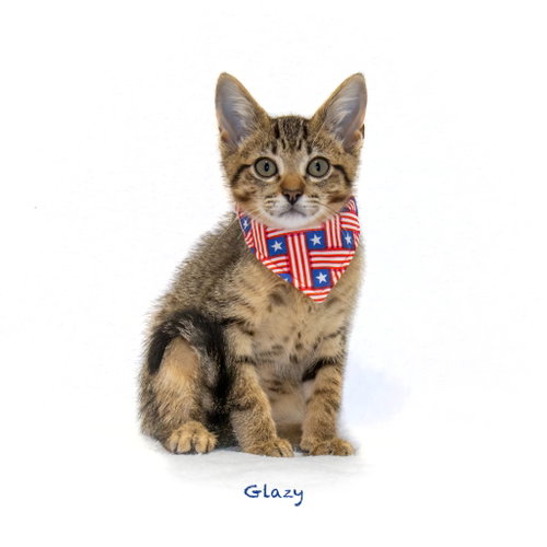 Glazy