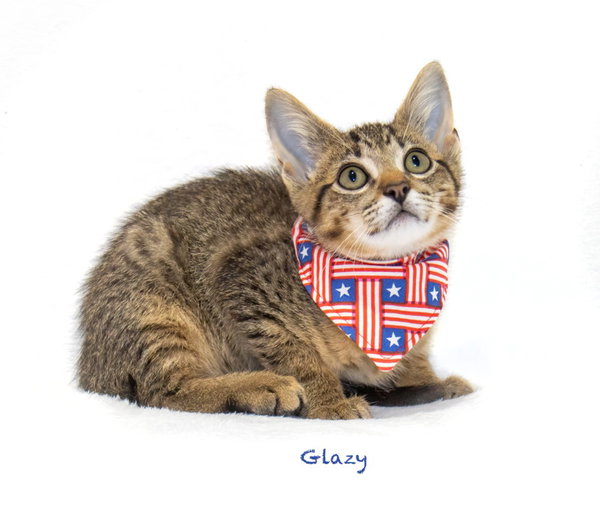 Glazy