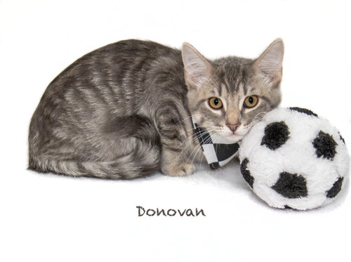 Donovan photo 2