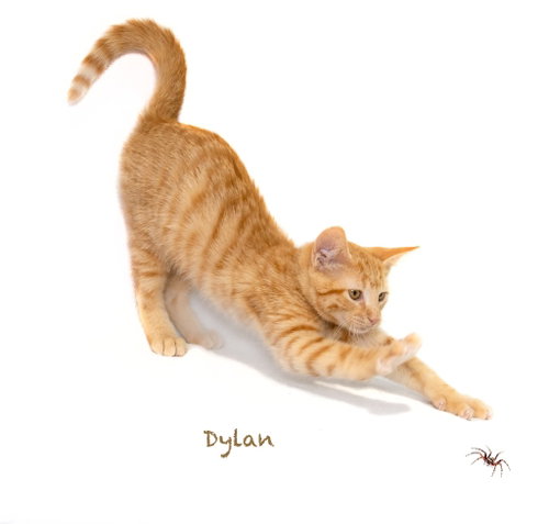 Dylan photo 2