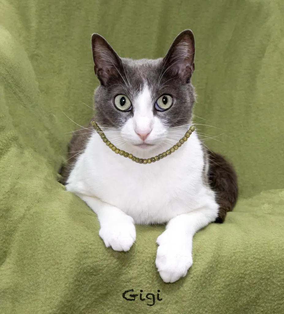 Gigi - Domestic Short Hair