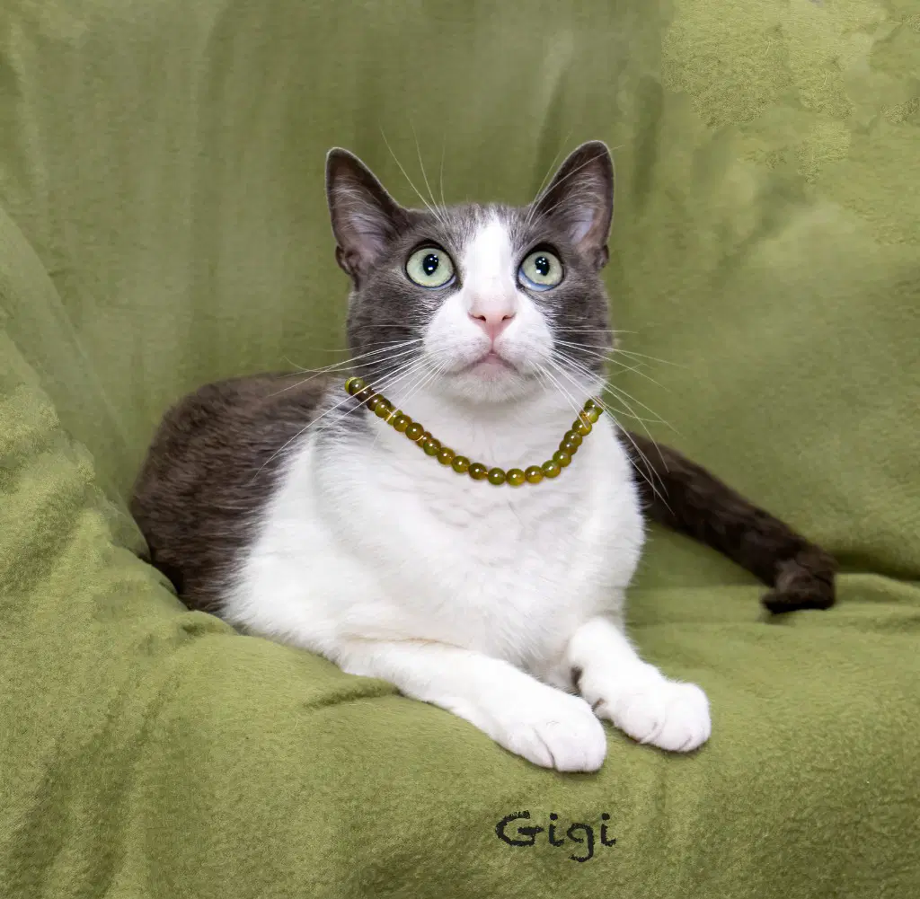 Gigi image 2