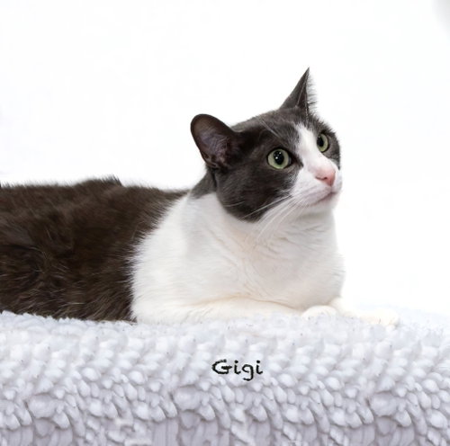 Gigi, a cat for adoption from HSV Animal Welfare League
