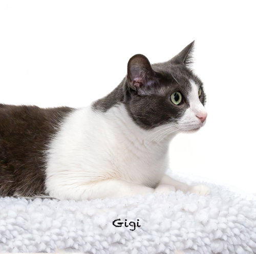 Photo 2 of Gigi