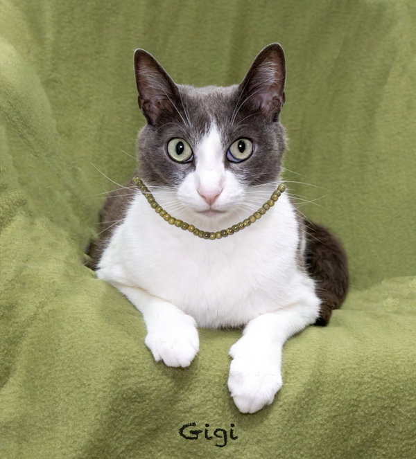 Gigi