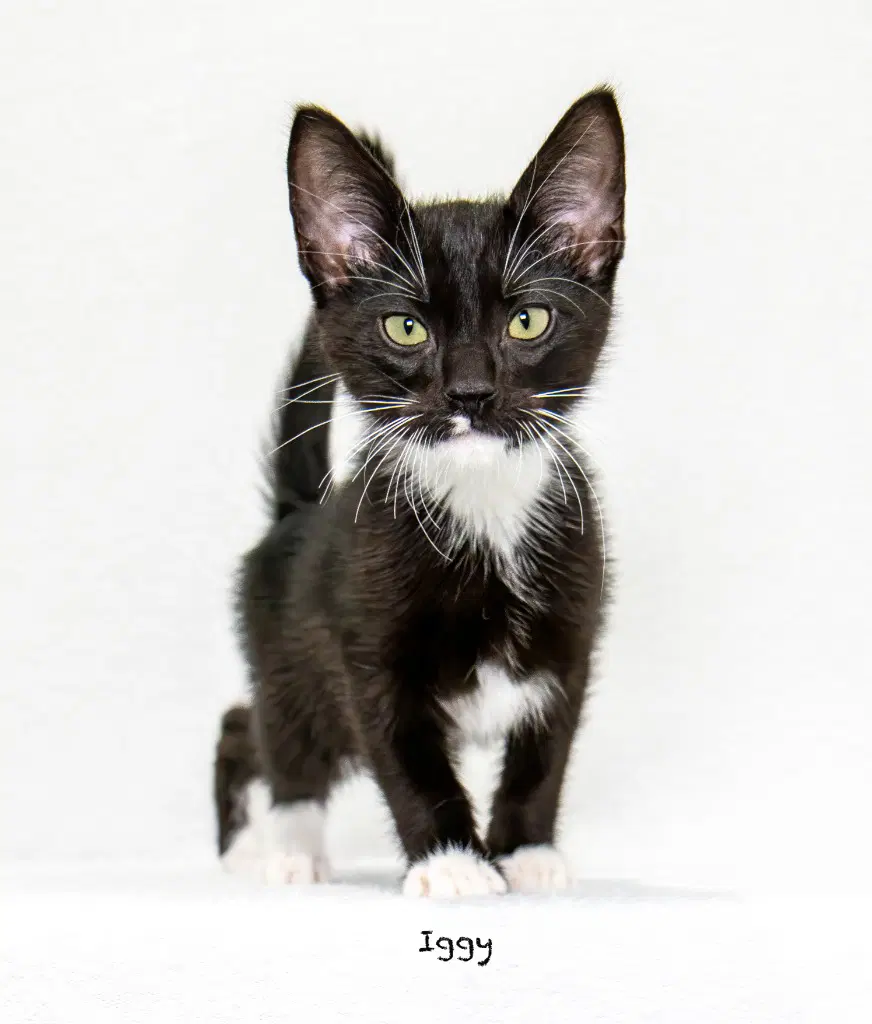 Iggy - Domestic Short Hair