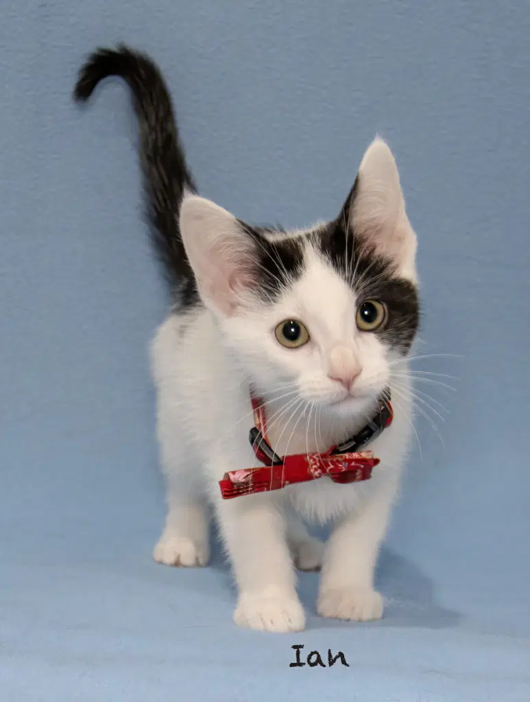 Ian - Domestic Short Hair