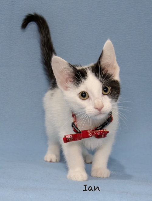 picture of the cat needing adoption