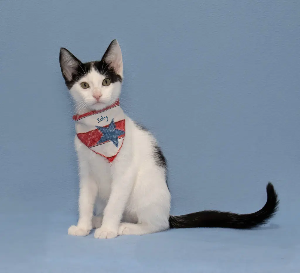 Indy - Domestic Short Hair