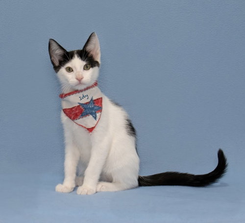 picture of the cat needing adoption