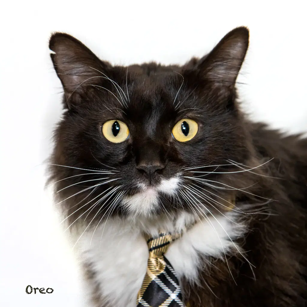 Oreo - Tuxedo