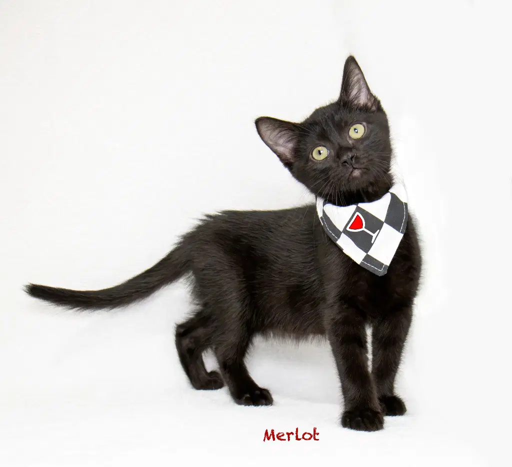 Merlot - Domestic Medium Hair