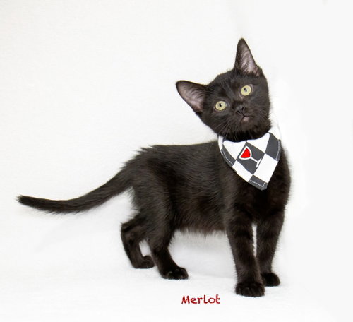 picture of the cat needing adoption