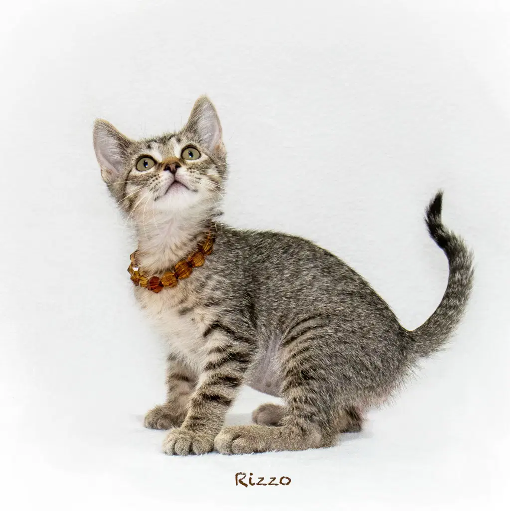 Rizzo - Domestic Short Hair
