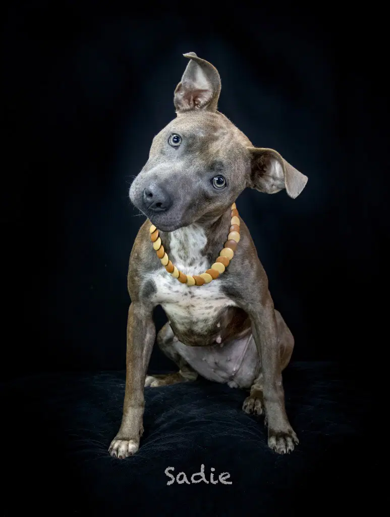 Sadie - Terrier