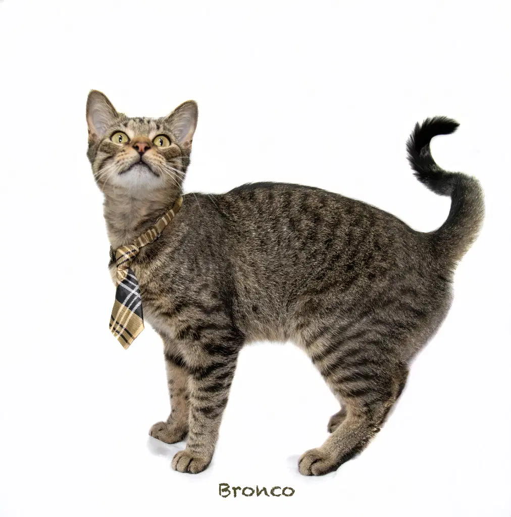 Bronco - Domestic Short Hair