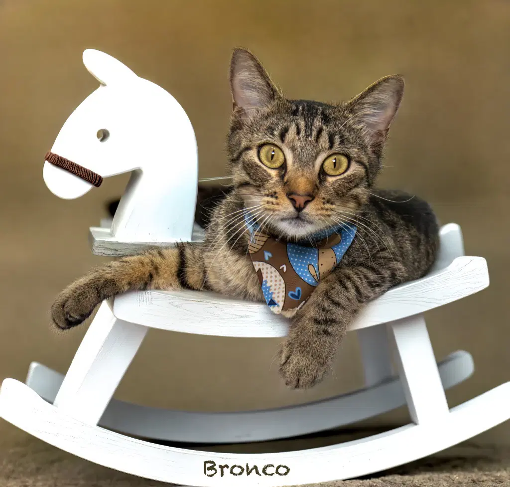 Bronco image 2