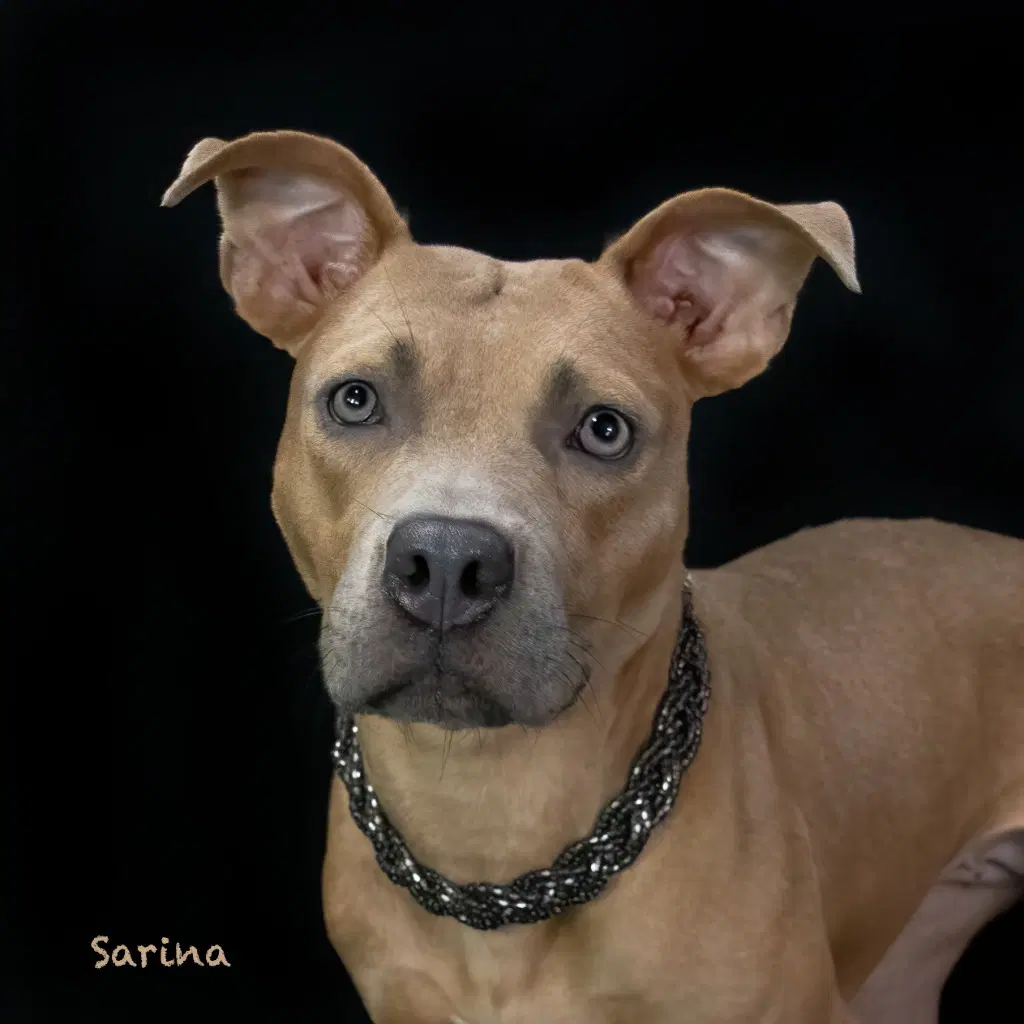 Sarina - Terrier