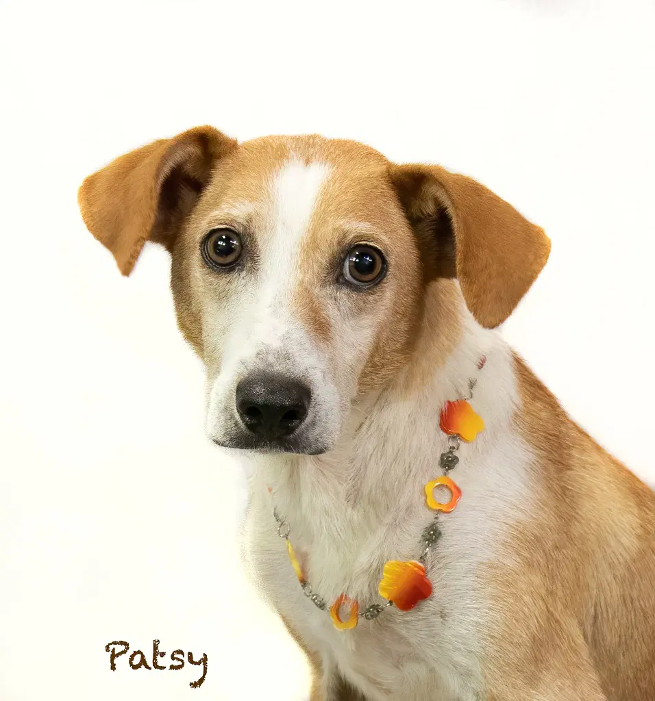 Patsy - Fox Terrier Mix