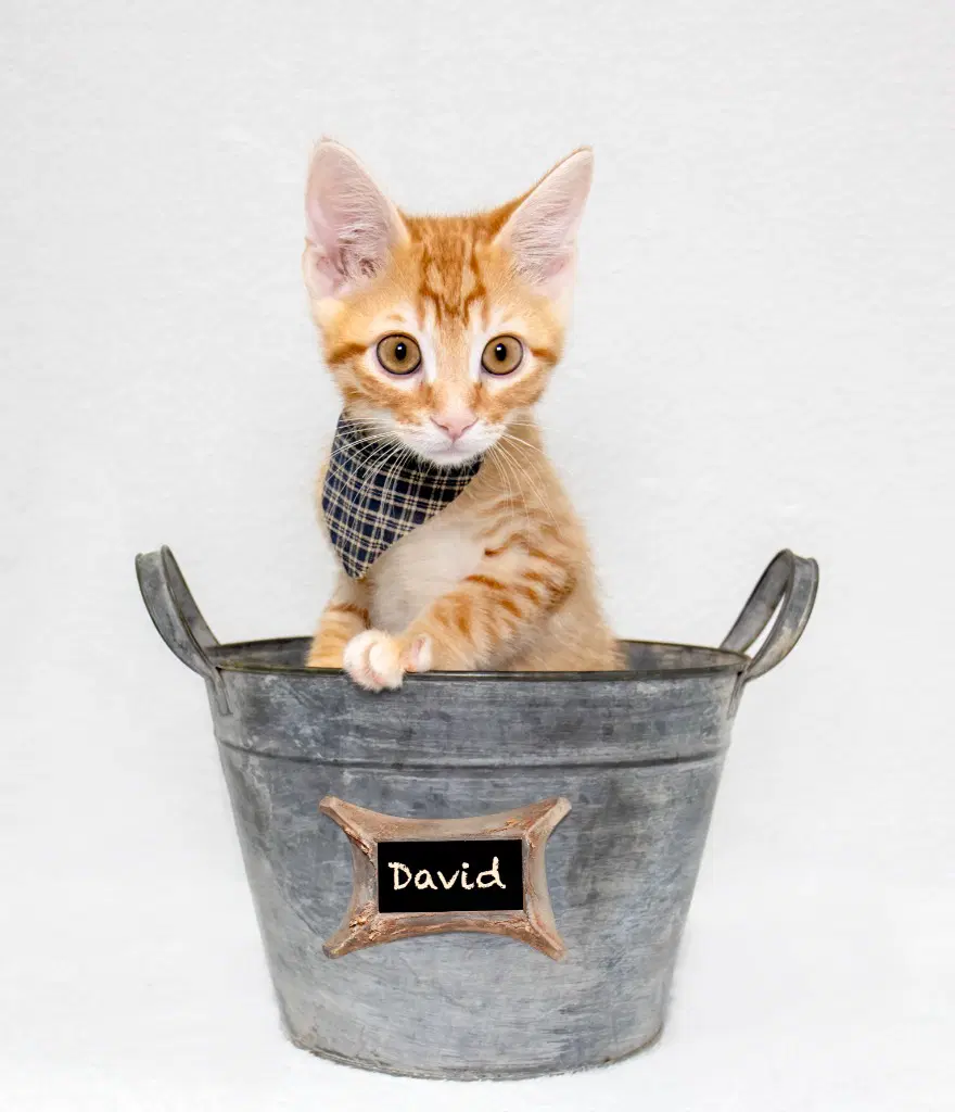 David - Domestic Short Hair
