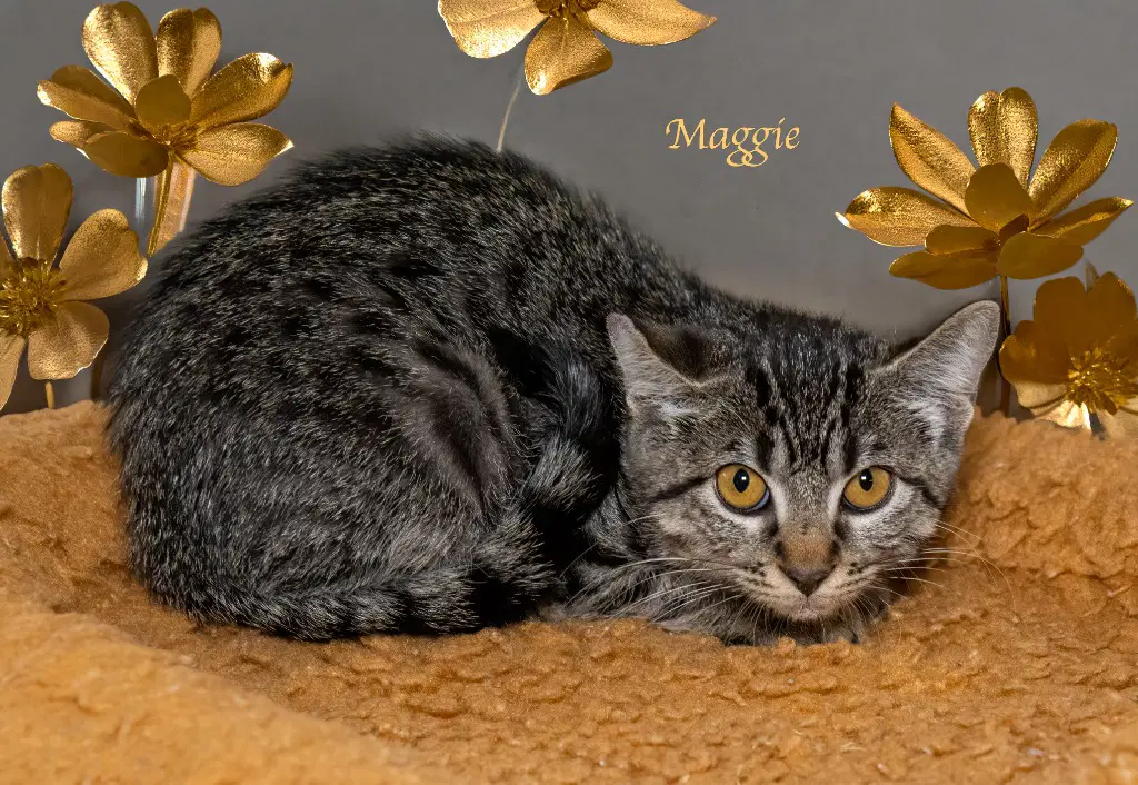 Maggie - Domestic Short Hair