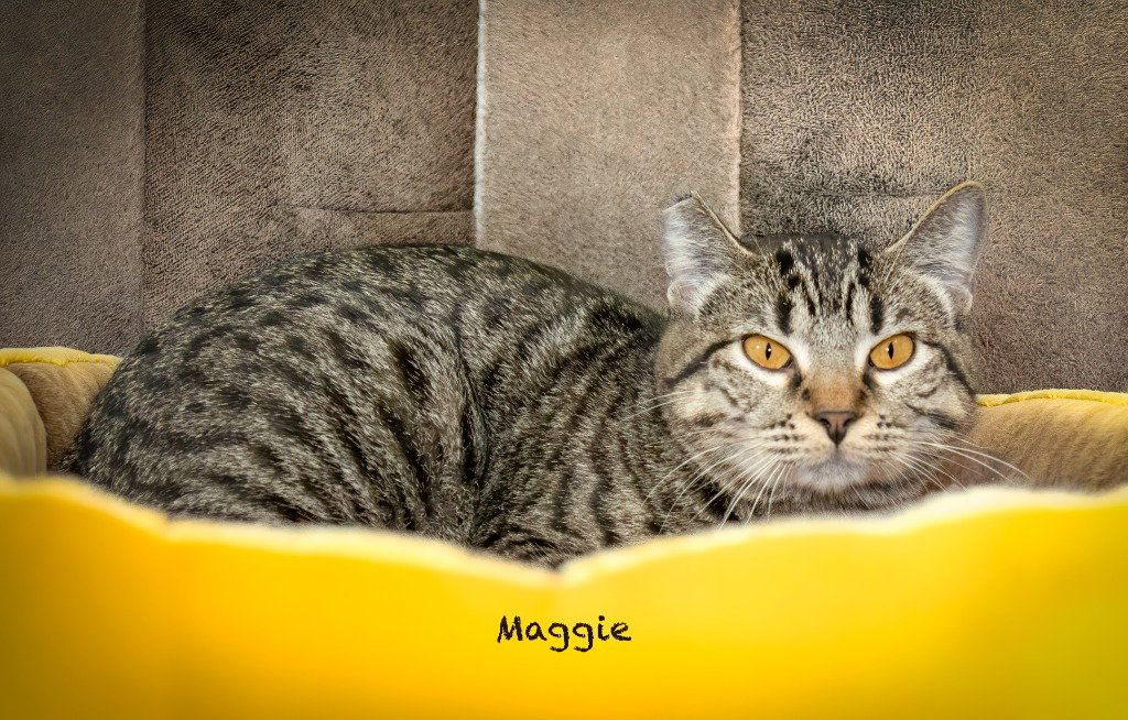 Maggie