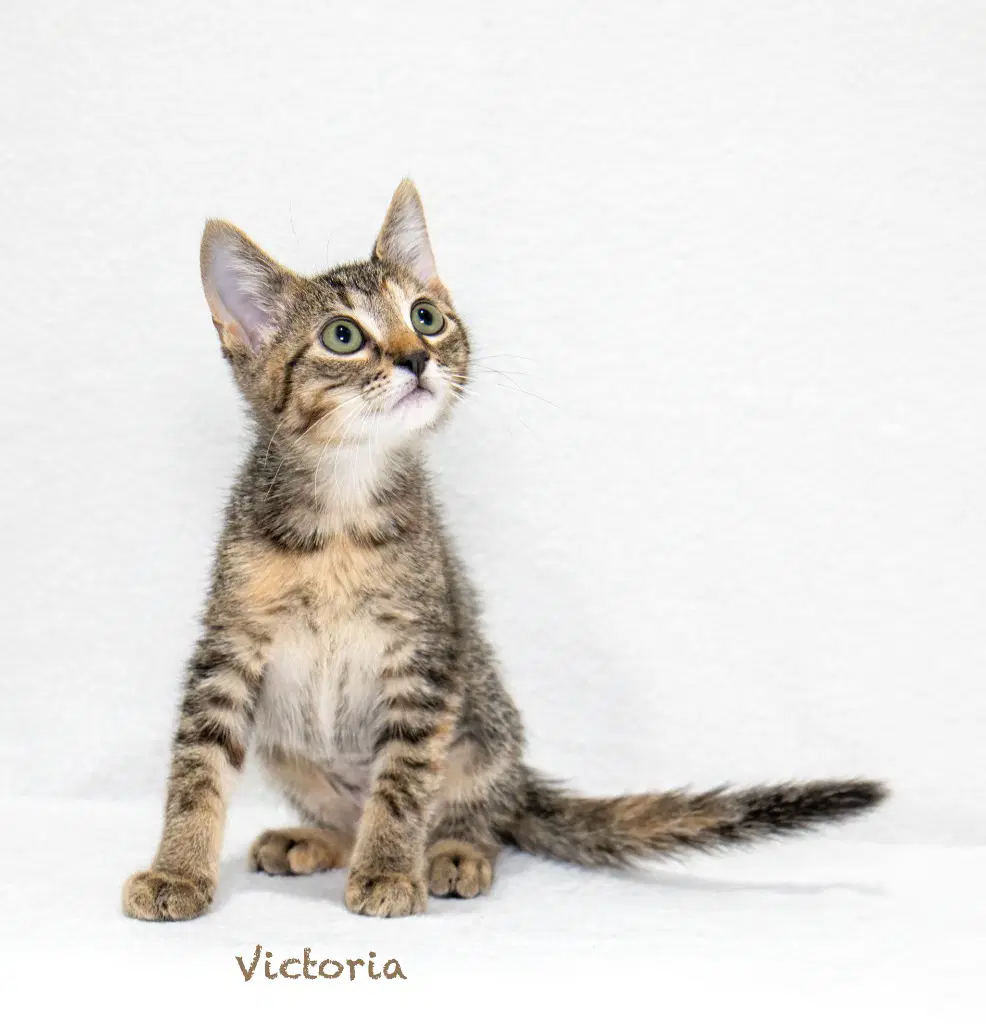 Victoria image 1