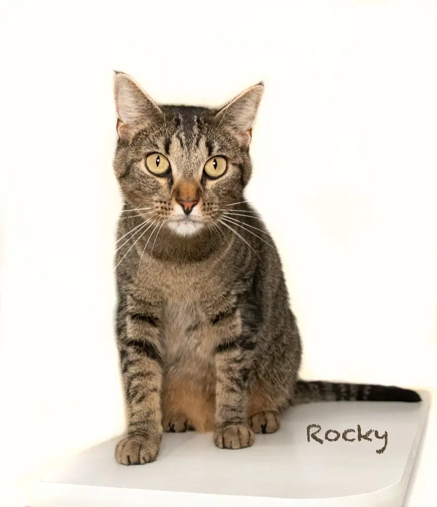 Rocky - Domestic Short Hair