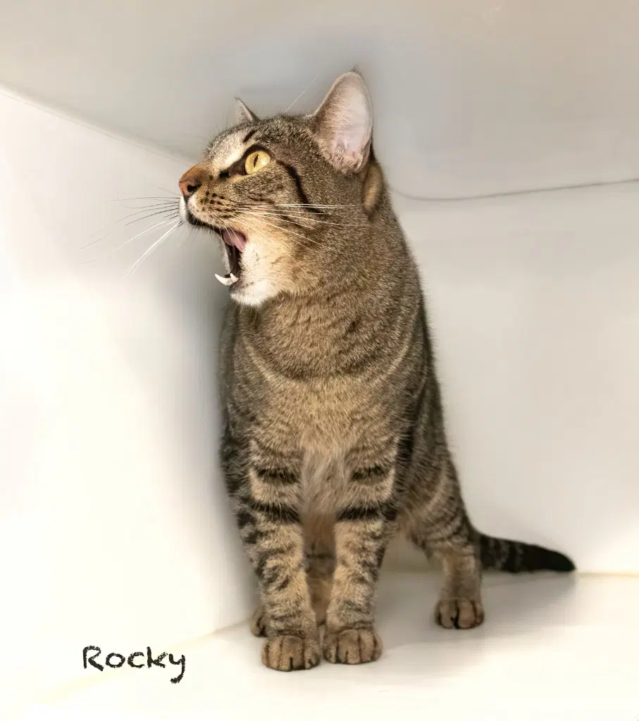 Rocky image 2