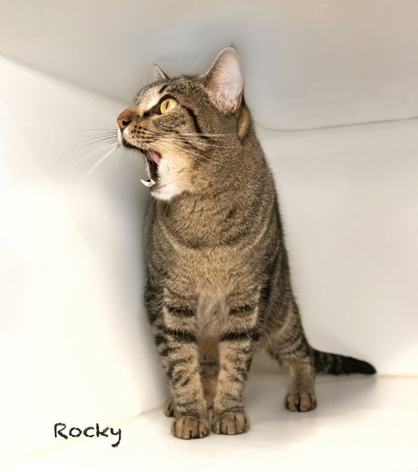 Rocky