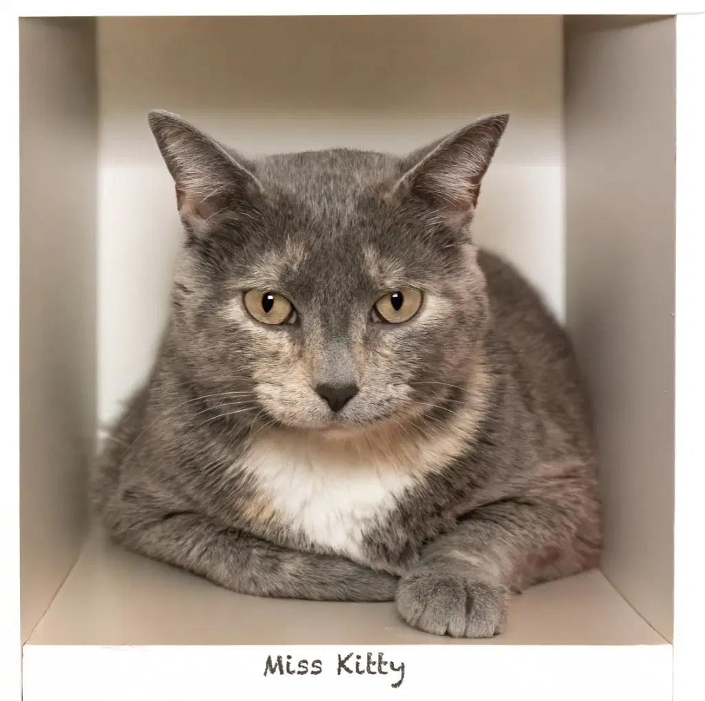 Miss Kitty - Domestic Short Hair
