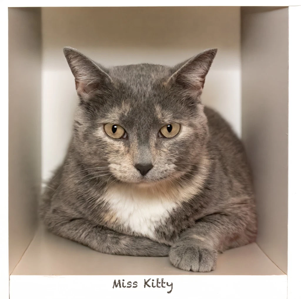 Miss Kitty