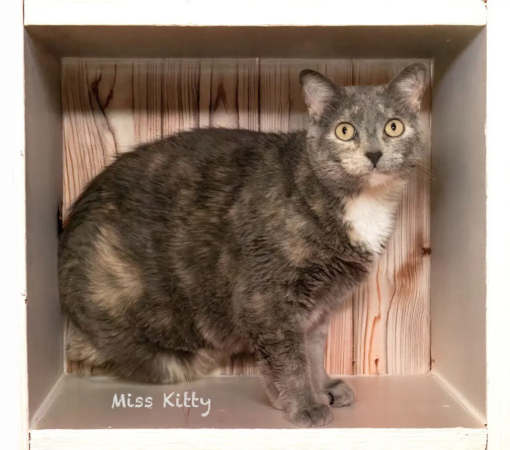 Miss Kitty image 2