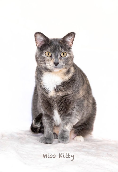 picture of the cat needing adoption