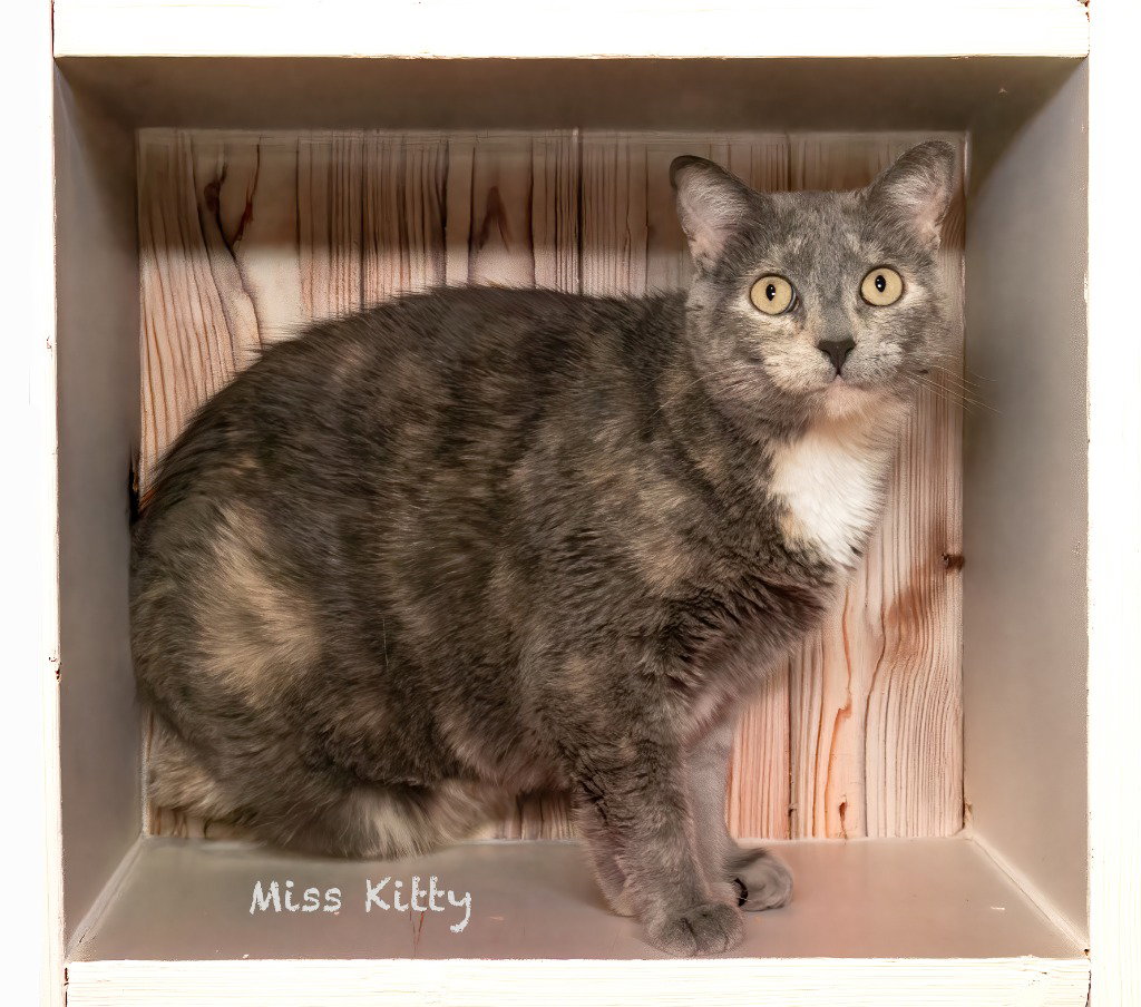 Miss Kitty, photo 3