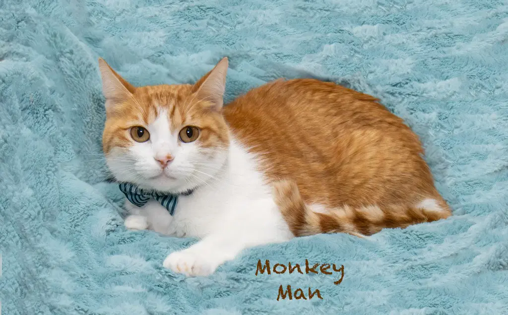 Monkey Man image 3