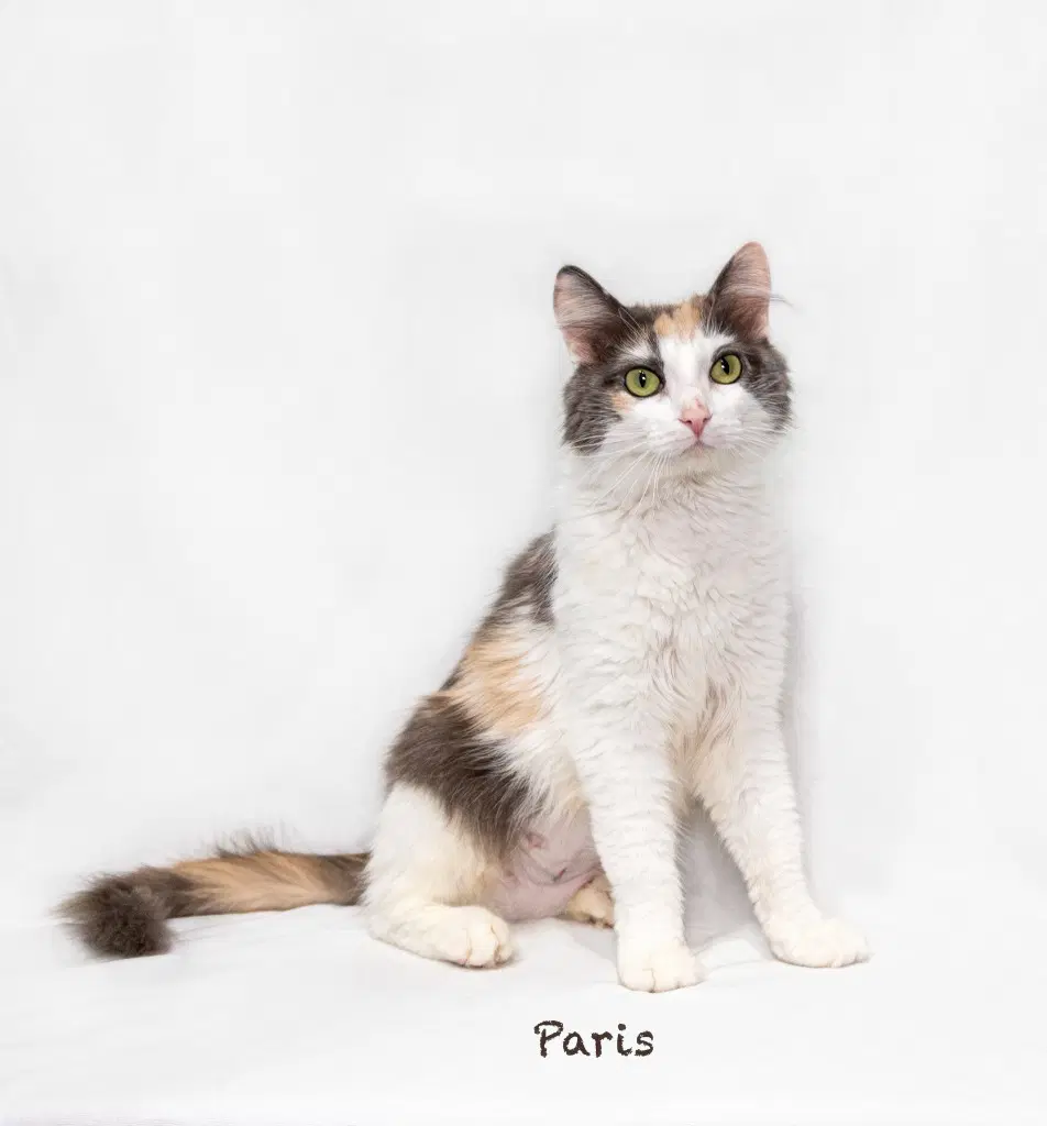 Paris - dilute calico