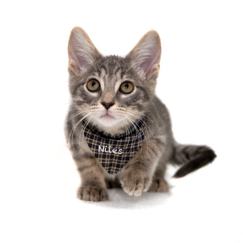 picture of the cat needing adoption