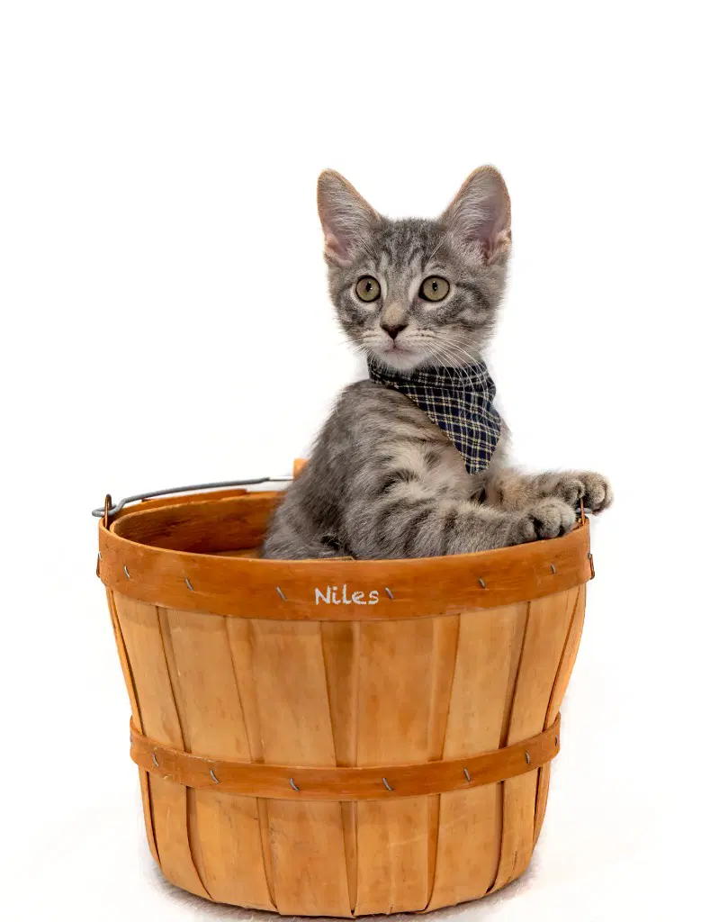 Niles image 2