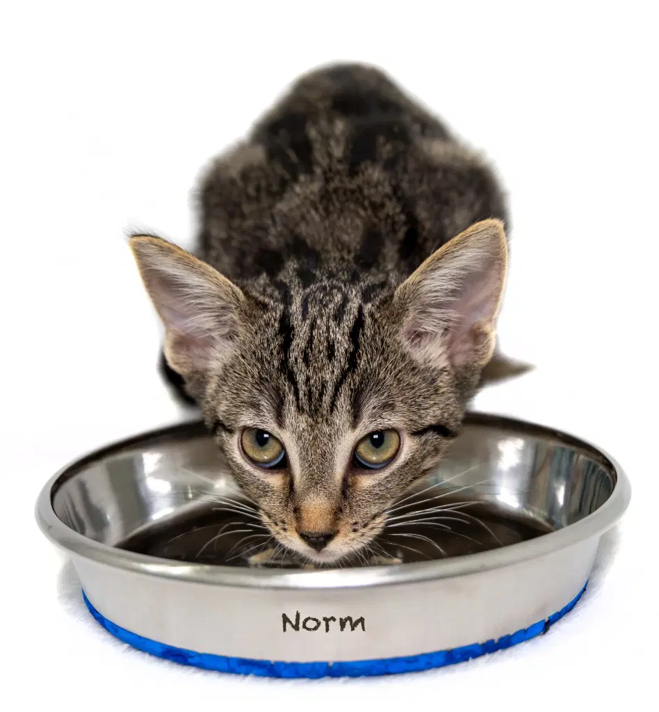 Norm image 3