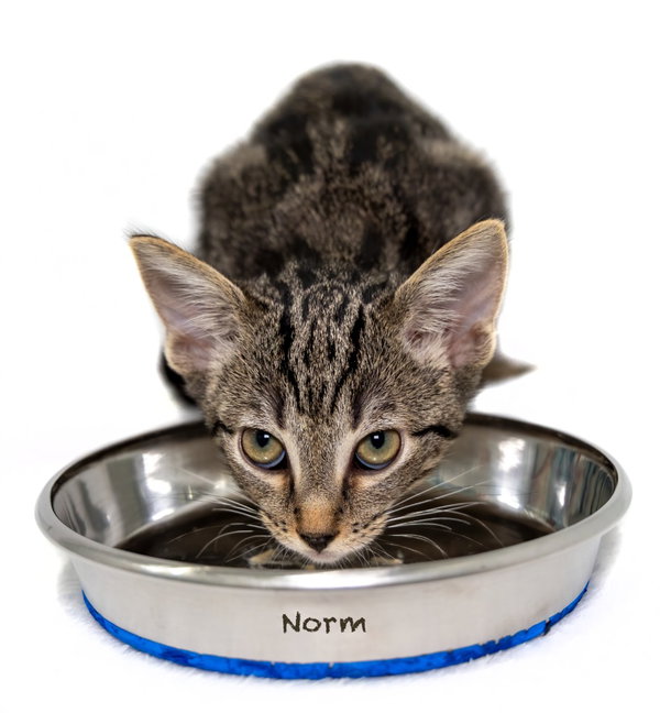 Norm