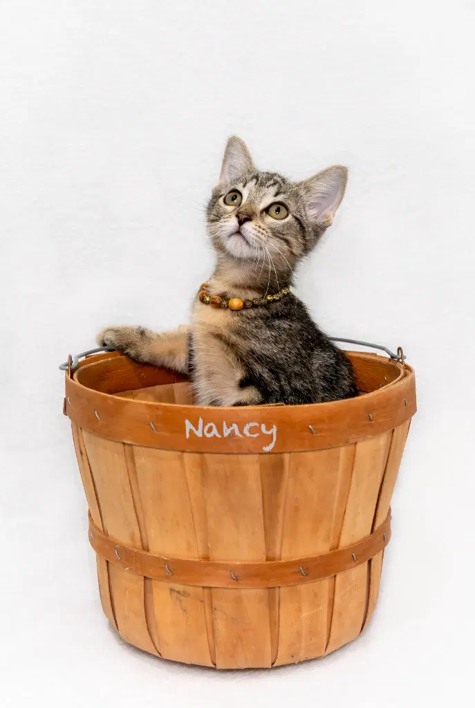 Nancy - Domestic Short Hair