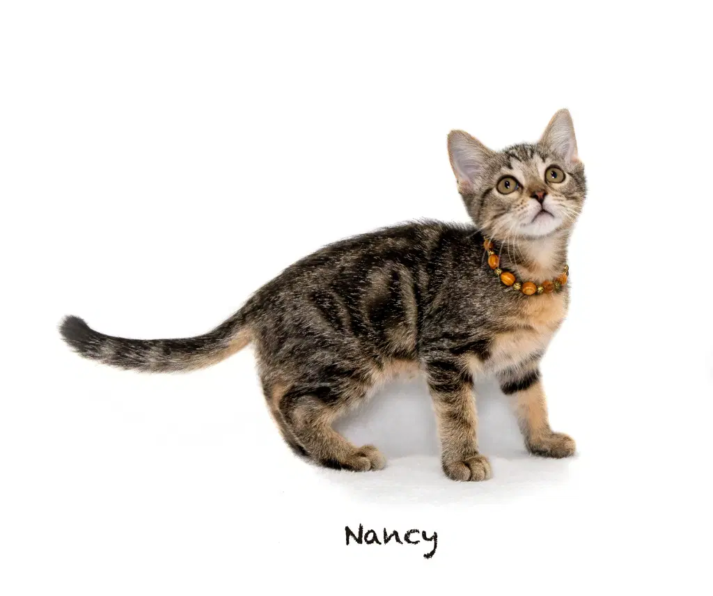 Nancy image 2